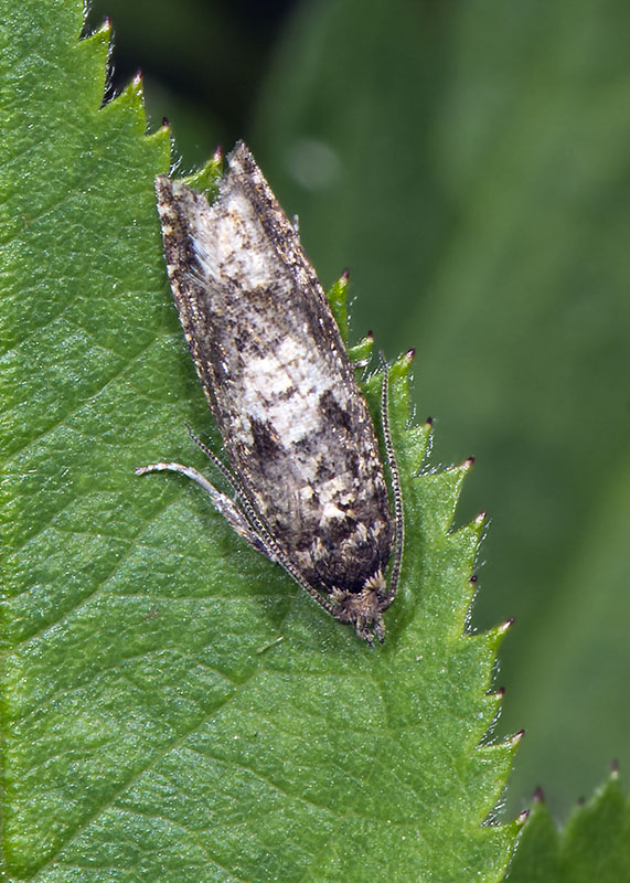 Tortricidae da id - Zeiraphera griseana (Cfr.)